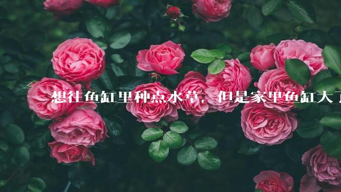 想往鱼缸里种点水草，但是家里鱼缸大了买水草泥或者底砂太贵了，有没有生活中可以替代的物品或其他建议？